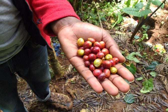 Materuni Waterfalls and Coffee Tour - Key Points