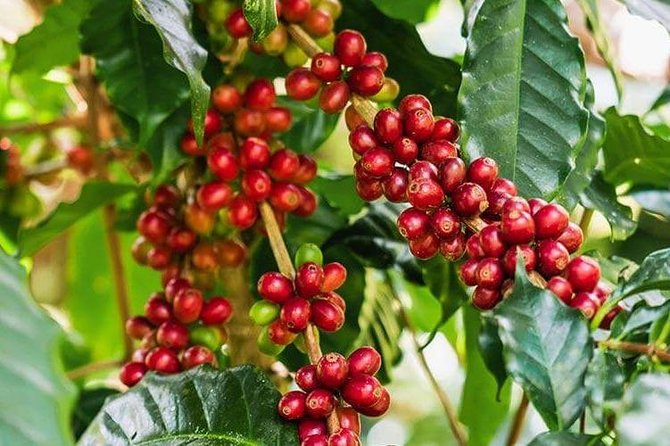 Materuni Waterfalls and Coffee Tour - Exploration of Coffee Farms
