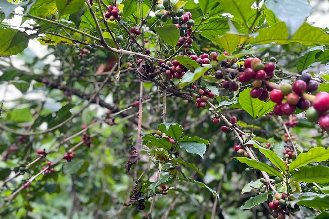 Materuni Waterfalls & Coffee Tour - Additional Information