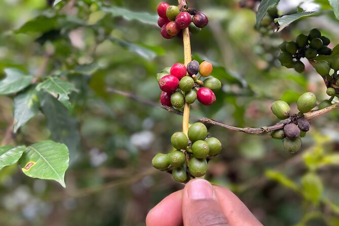 Materuni Waterfalls & Coffee Tour - Discover Coffee Cultivation