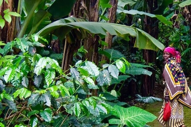 Materuni Waterfalls, Kikuletwa Chemka Hot Springs, Coffee Tour - Relaxing at Kikuletwa Chemka Hot Springs
