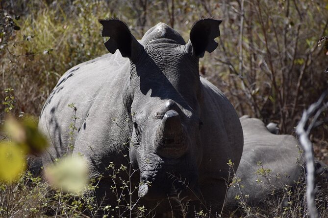 Matobo Rhino Encounter - Discovering Medicinal Plants