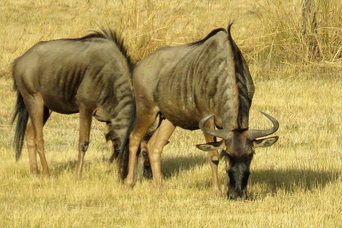 Matobo Rhino Encounter - Deciphering Animal Footprints and Dung