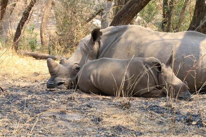 Matobo Rhino Encounter - Inclusions and Logistics