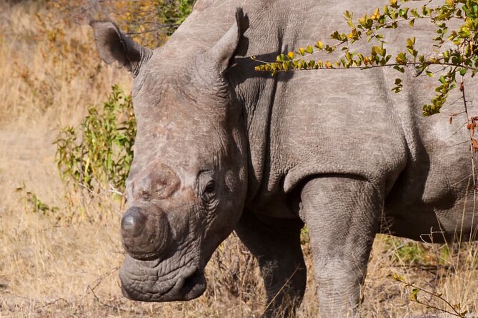 Matobo Rhino Encounter - Booking and Cancellation Policy