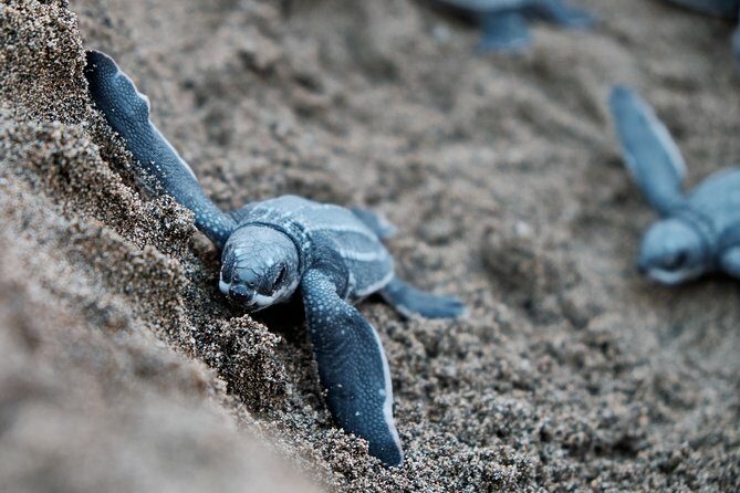 Matura Beach Turtle-Watching Experience - Key Points