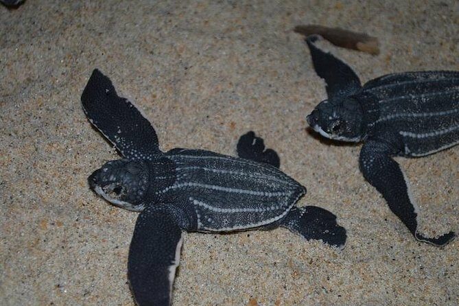 Matura Beach Turtle-Watching Experience - A Deep Dive into the Matura Turtle-Watching Experience