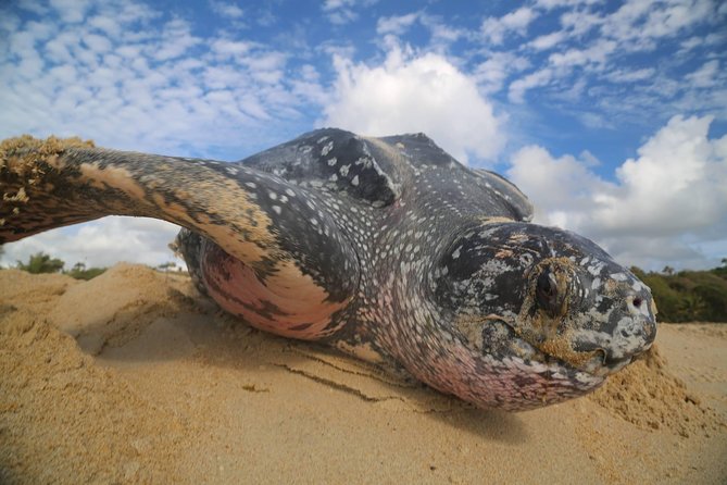 Matura Turtle Watching Experience - About Your Stay