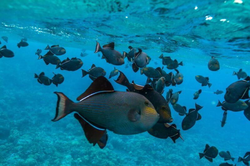 Maui: 3.5-Hour Molokini Snorkel Experience - Breakfast and Lunch Offerings