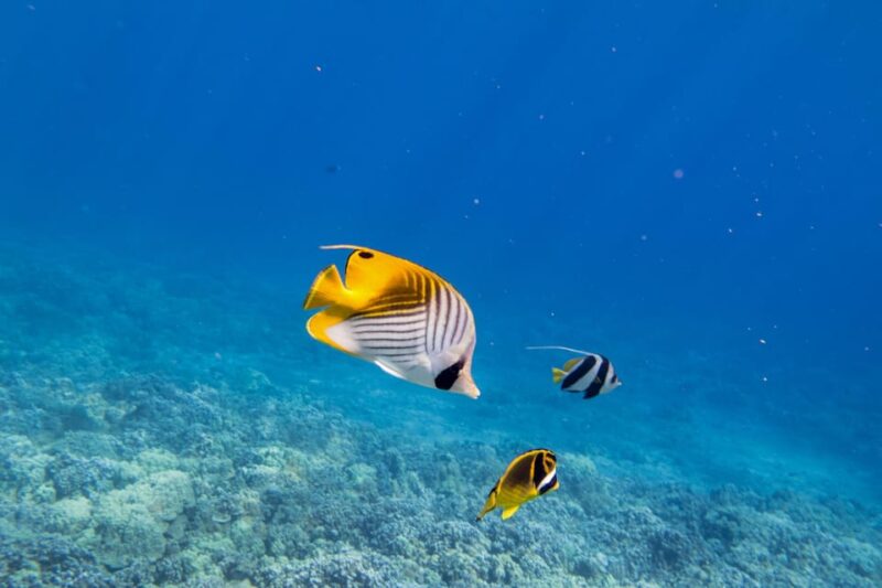 Maui: 3.5-Hour Molokini Snorkel Experience - Complimentary Beverage Service