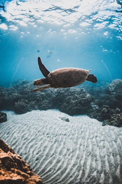 Maui: Alii Kai Turtles & Tacos Snorkel Sail - Marine Life Encounters