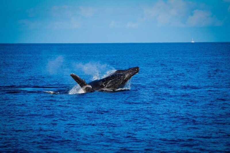 Maui: Alii Nui Whale Watch & Catamaran Sail - Key Points