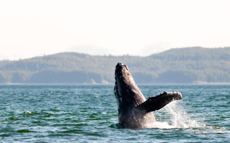 Maui: Alii Nui Whale Watch & Catamaran Sail - Pricing and Reservations
