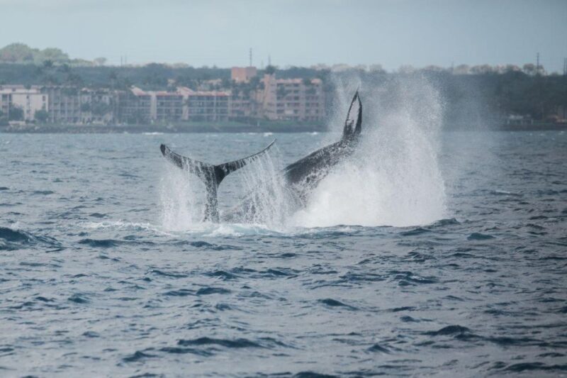 Maui: Alii Nui Whale Watch & Catamaran Sail - Educational Component