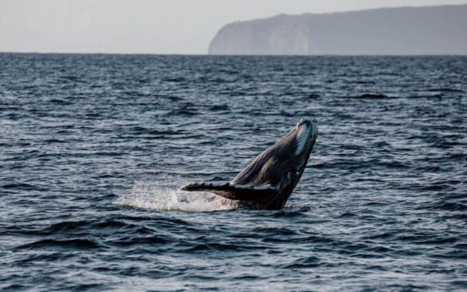Maui: Alii Nui Whale Watch & Catamaran Sail - Alcohol Consumption