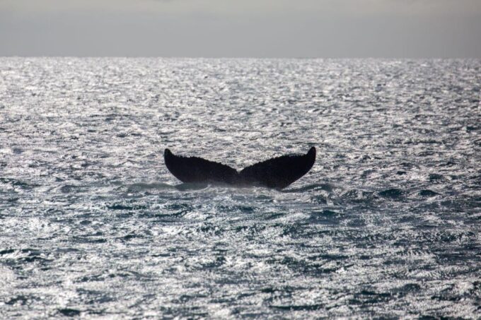 Maui: Alii Nui Whale Watch & Catamaran Sail - Whale Watching Details