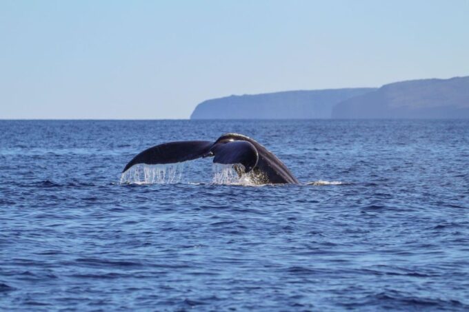 Maui: Alii Nui Whale Watch & Catamaran Sail - Frequently Asked Questions