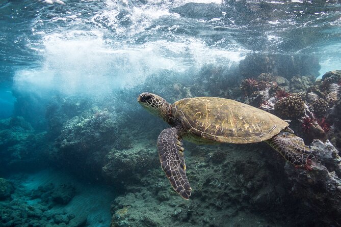 Maui Beach Parks Self-Guided Driving Tour - Comprehensive Route Exploration