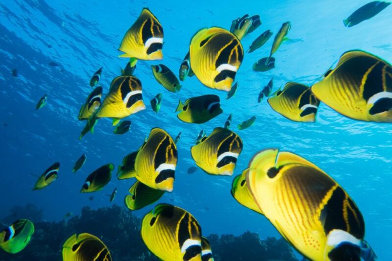 Maui: Beginner Discovery Scuba Dive Excursion From Lahaina - Small Group Personalized Attention