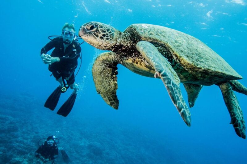Maui: Beginner Discovery Scuba Dive Excursion From Lahaina - Encounter Marine Life on Coral Reefs