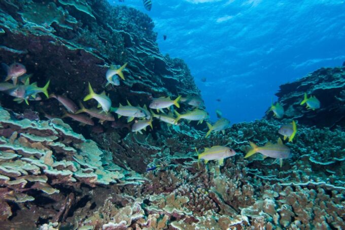Maui: Beginner Discovery Scuba Dive Excursion From Lahaina - Inclusions and Whats Provided