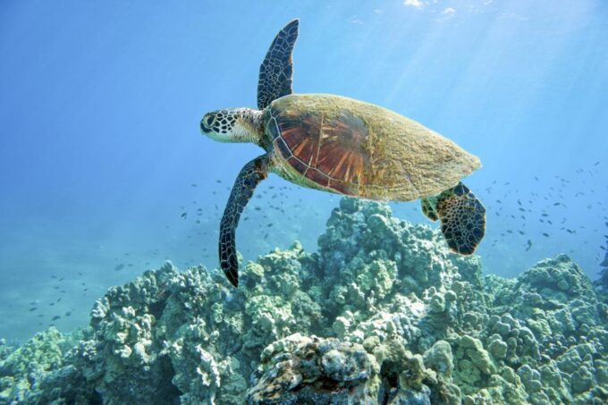 Maui: Beginner Discovery Scuba Dive Excursion From Lahaina - Important Health and Safety Considerations
