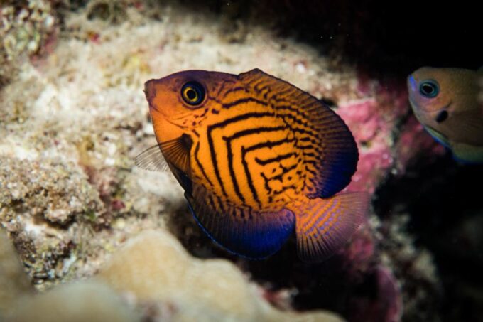 Maui: Beginner Discovery Scuba Dive Excursion From Lahaina - Customer Feedback and Ratings