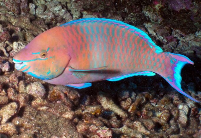 Maui: Beginner Discovery Scuba Dive Excursion From Lahaina - Frequently Asked Questions