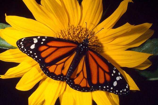 Maui Butterfly Garden - Tour Details and Inclusions