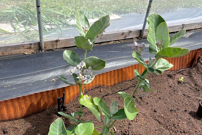 Maui Butterfly Garden - Customer Experiences and Testimonials