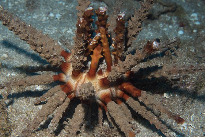 Maui Certified Shore Diving From Lahaina - Included in Experience