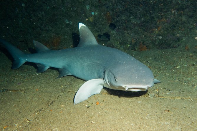 Maui Certified Shore Diving From Lahaina - Additional Information