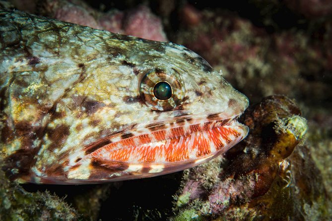 Maui Certified Shore Diving From Lahaina - Personalized Attention From Guide