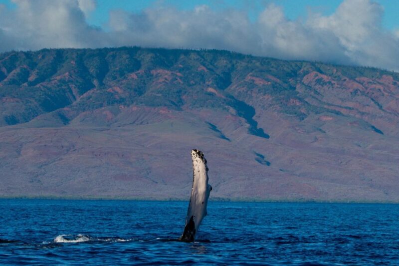 Maui: Deluxe Whale Watch Sail & Lunch From Ma'Alaea Harbor - Key Points