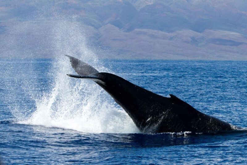 Maui: Deluxe Whale Watch Sail & Lunch From Ma'Alaea Harbor - Educational Programs and Guarantees