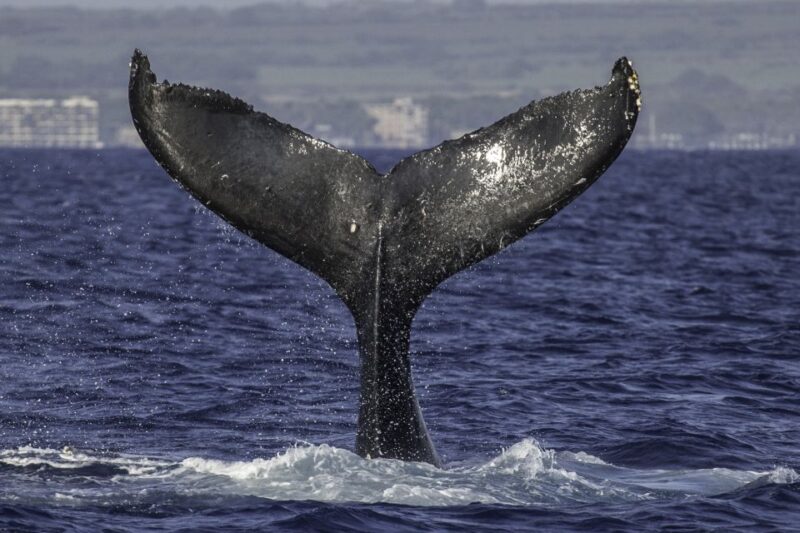 Maui: Deluxe Whale Watch Sail & Lunch From Ma'Alaea Harbor - Booking and Check-in Details
