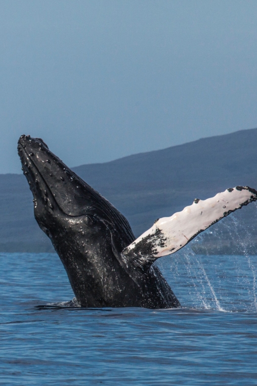 Maui: Deluxe Whale Watch Sail & Lunch From Ma'Alaea Harbor - Accessibility and Restrictions