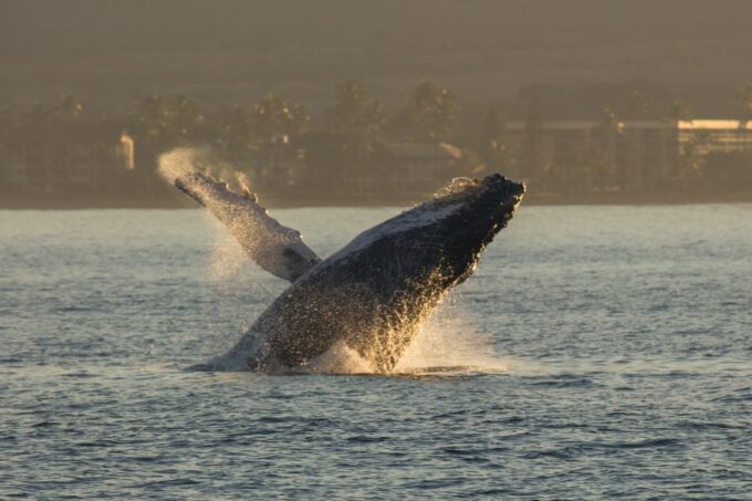 Maui: Deluxe Whale Watch Sail & Lunch From Ma'Alaea Harbor - Customer Reviews and Ratings