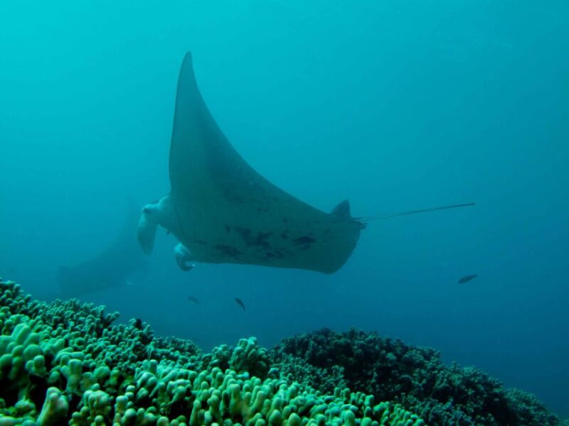 Maui: Eco-Friendly Conservation Scuba Dive Certified Divers - Participant Group Size and Language