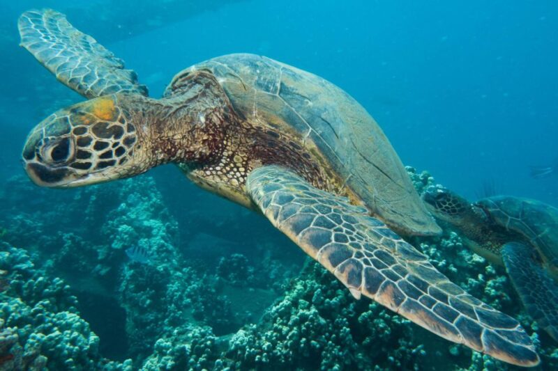 Maui: Eco-Friendly Conservation Scuba Dive Certified Divers - Refund and Booking Policy