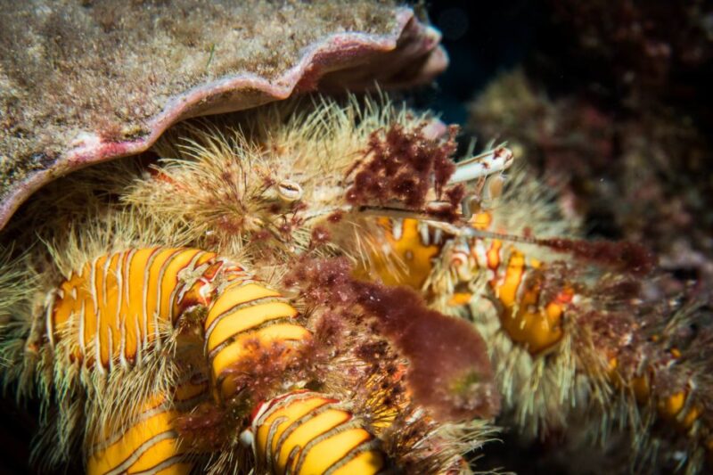 Maui: Eco-Friendly Conservation Scuba Dive Certified Divers - Eco-Dive Curriculum and Activities