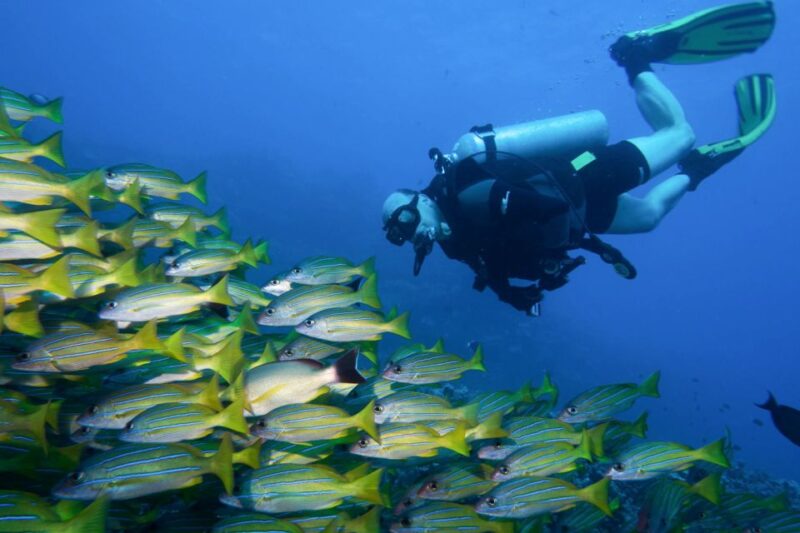 Maui: Eco-Friendly Conservation Scuba Dive Certified Divers - Dive Experience and Instructor Guidance