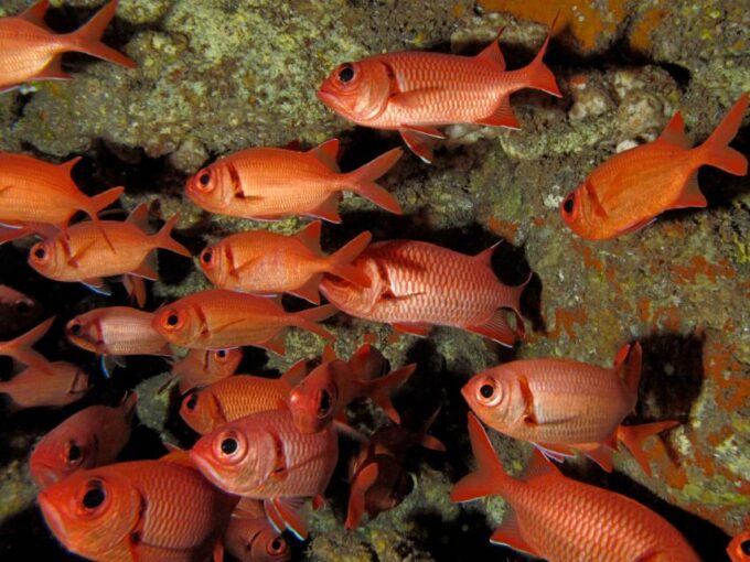 Maui: Eco-Friendly Conservation Scuba Dive Certified Divers - Certification and Safety Requirements