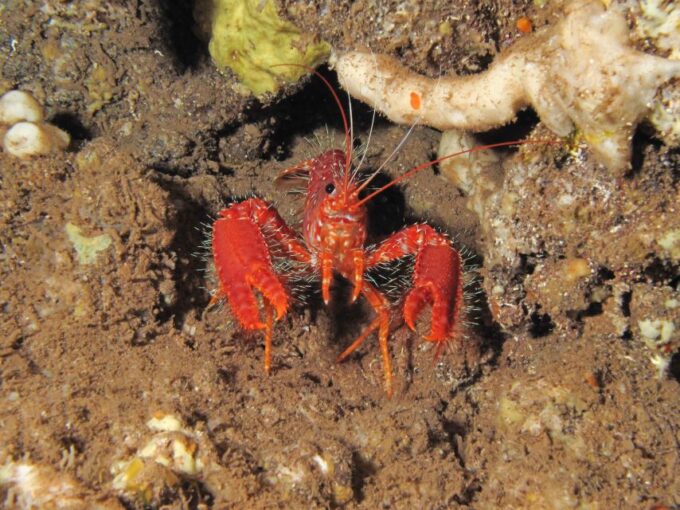 Maui: Eco-Friendly Conservation Scuba Dive Certified Divers - Customer Feedback and Reviews