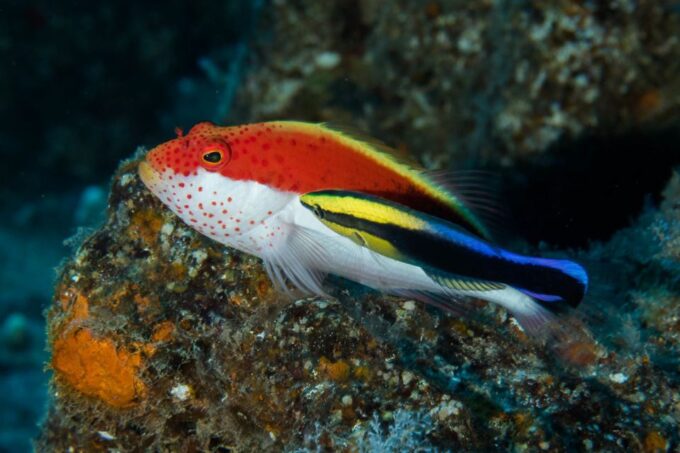 Maui: Eco-Friendly Conservation Scuba Dive Certified Divers - Commitment to Conservation and Eco-Tourism