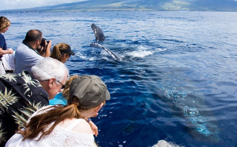 Maui: Eco-Friendly Whale Watching Tour From Maalaea Harbor - Key Points