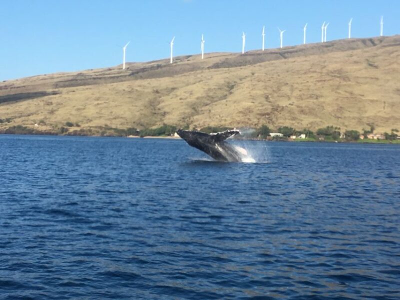 Maui: Eco-Friendly Whale Watching Tour From Maalaea Harbor - Whale Watching Experiences