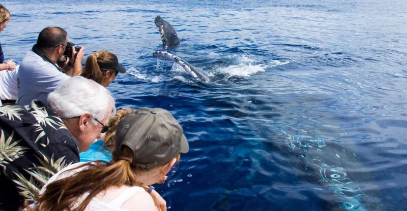 Maui: Eco-Friendly Whale Watching Tour From Maalaea Harbor - Educational Onboard Programs