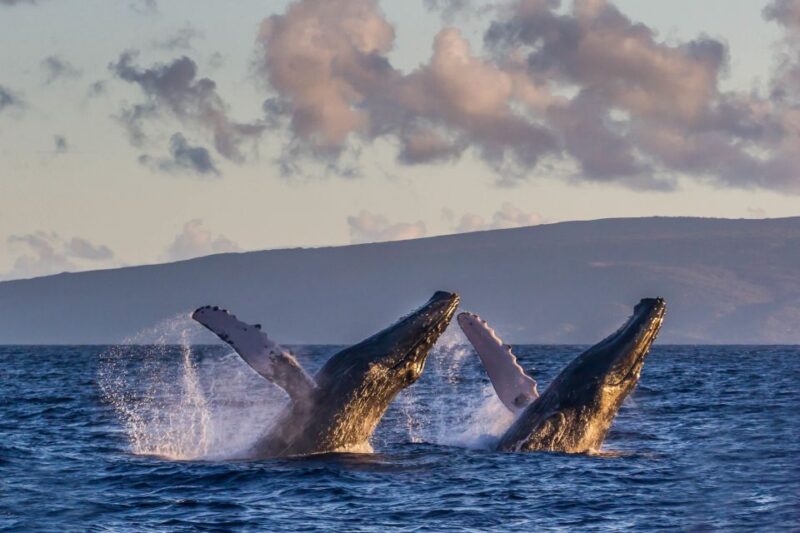 Maui: Eco-Friendly Whale Watching Tour From Maalaea Harbor - Customer Reviews and Ratings