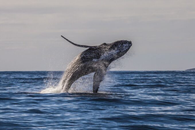 Maui: Eco-Friendly Whale Watching Tour From Maalaea Harbor - Conservation Efforts Supported